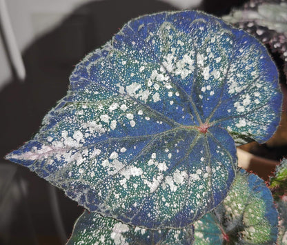 Begonia Blue Danu is a stunning hybrid begonia that features vibrant green leaves adorned with bold silver spots. The leaves' unique pattern is not only visually striking but also gives the plant an artistic, one-of-a-kind appearance. Under low light conditions, the leaves transform into a mesmerizing blue hue, adding even more depth and beauty to this already magnificent plant.