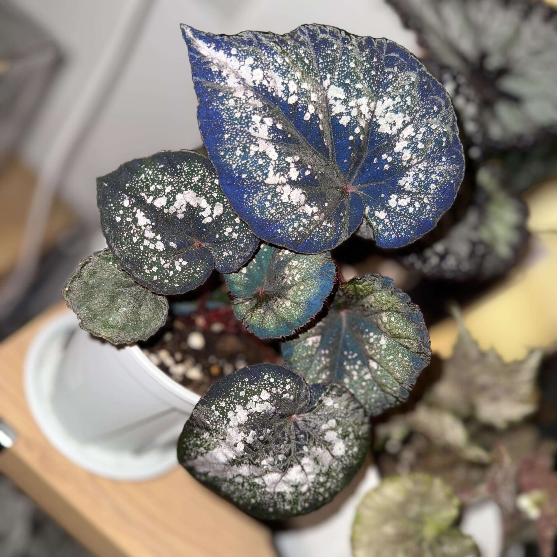 Begonia Blue Danu is a stunning hybrid begonia that features vibrant green leaves adorned with bold silver spots. The leaves' unique pattern is not only visually striking but also gives the plant an artistic, one-of-a-kind appearance. Under low light conditions, the leaves transform into a mesmerizing blue hue, adding even more depth and beauty to this already magnificent plant.