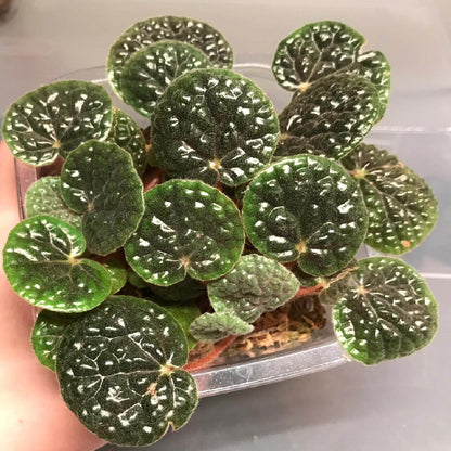 Begonia bullatifolia is a slow-growing, compact begonia species native to the Espírito Santo region of Brazil. Known for its distinctive foliage, this plant features heart-shaped leaves covered with small, raised, bubble-like textures. The leaves are densely covered with fine hairs, particularly on the underside, giving them a woolly appearance. The color of the leaves is a soft gray-green with a thick, succulent-like texture.