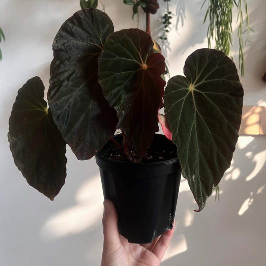 The Begonia burkillii Dark Form is a rare and exquisite variation of the Begonia burkillii species, known for its striking, dark foliage and iridescent sheen. This unique plant originates from the highlands of Arunachal Pradesh in Northern India and features deep, velvety blackish leaves with a stunning silver or blueish iridescence when exposed to low light.