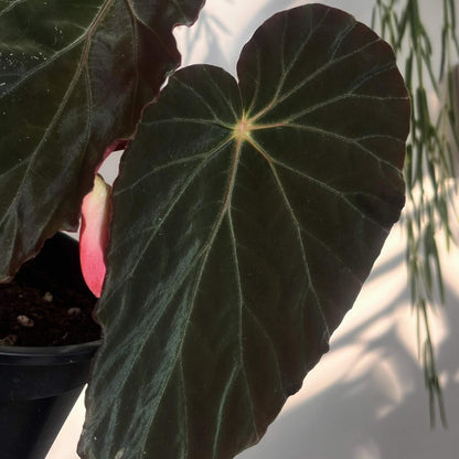 The Begonia burkillii Dark Form is a rare and exquisite variation of the Begonia burkillii species, known for its striking, dark foliage and iridescent sheen. This unique plant originates from the highlands of Arunachal Pradesh in Northern India and features deep, velvety blackish leaves with a stunning silver or blueish iridescence when exposed to low light.