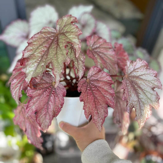Begonia Can Can is a hybrid begonia from Germany, known for its metallic sheen and uniquely textured, large, serrated leaves. The leaf surface shines with a stunning, metallic luster that changes with the seasons. During the spring and summer months, the leaves display a soft pink tone with a hint of cool rose-metallic shimmer. As the temperatures cool in autumn, the leaves gradually transform into a deep, punk-inspired metallic purple-red, giving the plant a bold, edgy look.