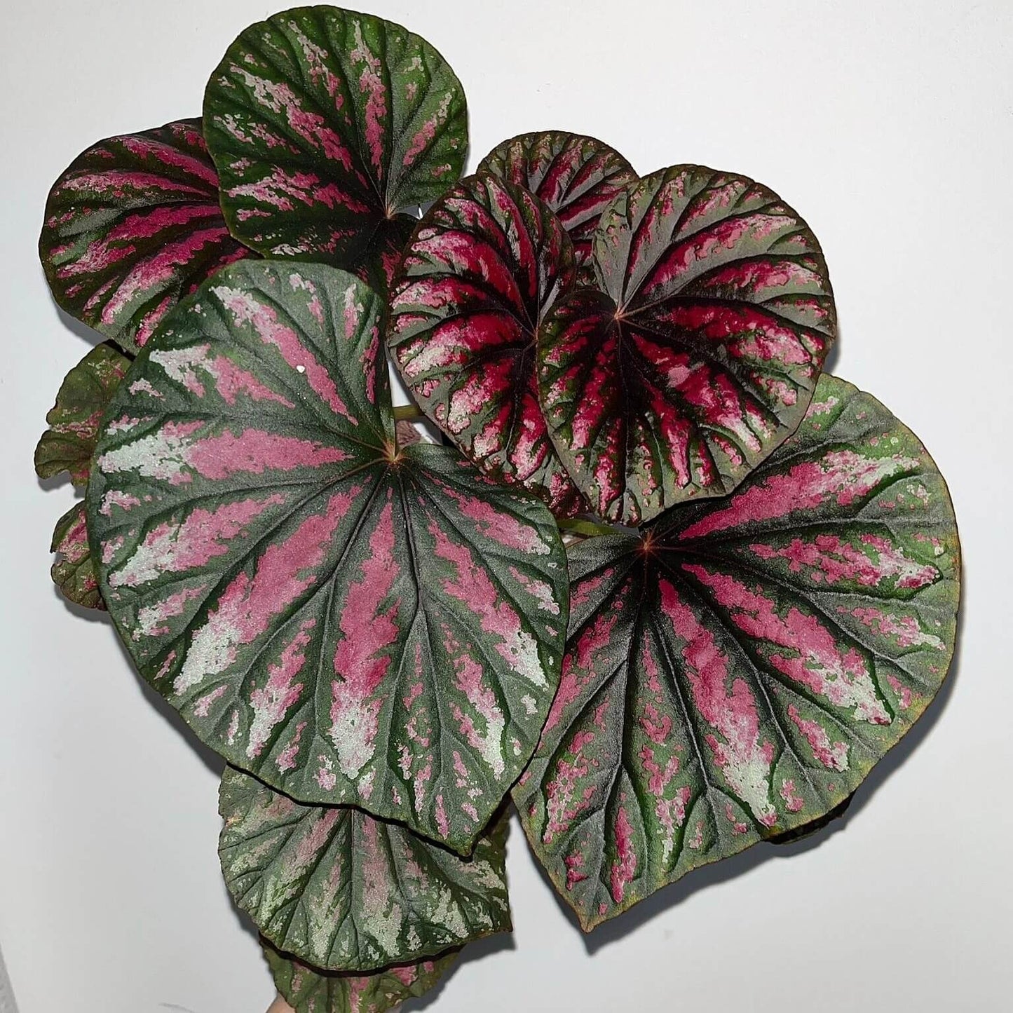 Begonia 'Candy Stripes' is a captivating hybrid begonia, known for its unique dark green leaves adorned with vibrant pink stripes, resembling colorful candy canes. This striking plant not only adds a splash of color to any indoor space but also stands out for its easy care, making it a favorite choice among both new and experienced gardeners.