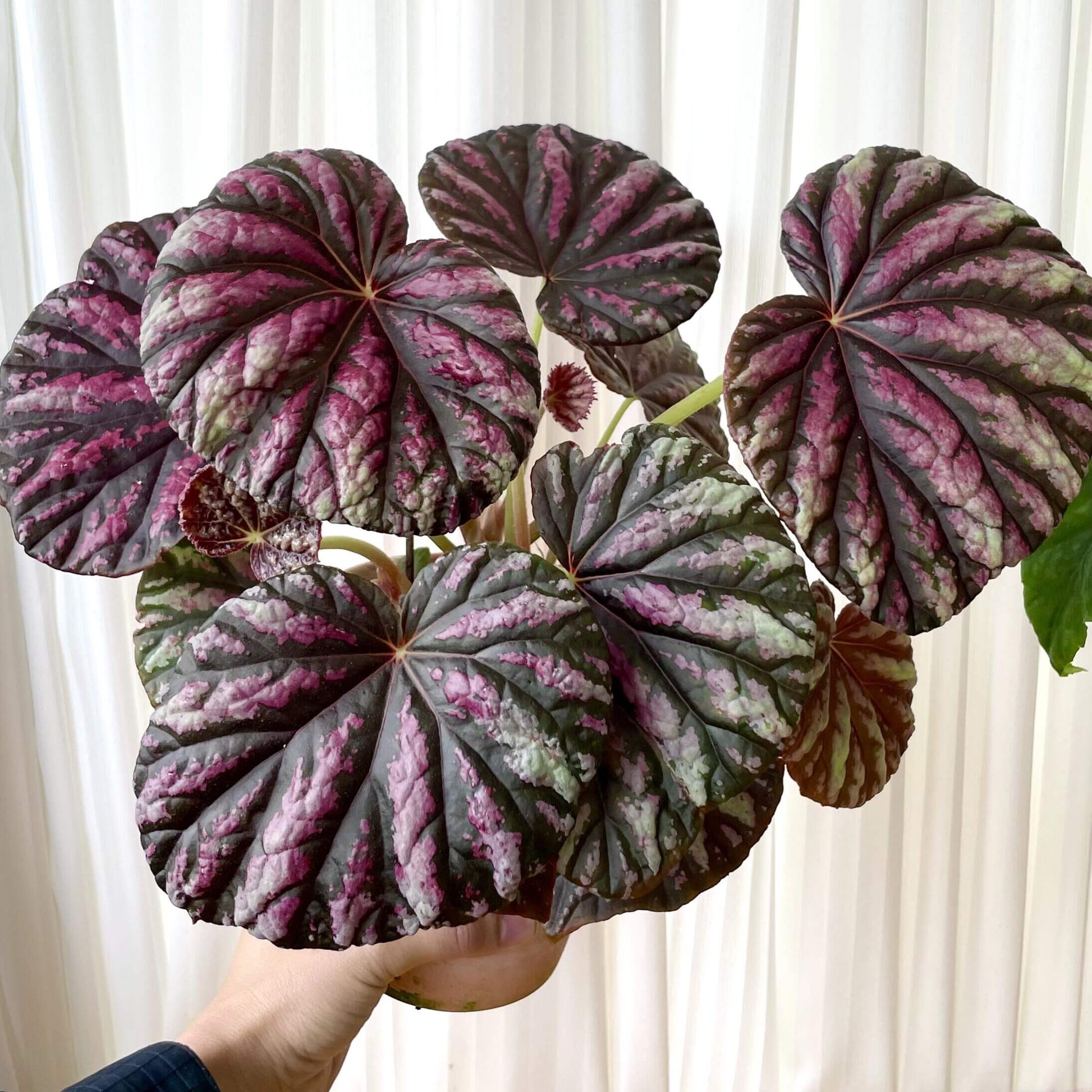 Begonia 'Candy Stripes' is a captivating hybrid begonia, known for its unique dark green leaves adorned with vibrant pink stripes, resembling colorful candy canes. This striking plant not only adds a splash of color to any indoor space but also stands out for its easy care, making it a favorite choice among both new and experienced gardeners.