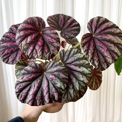 Begonia 'Candy Stripes' is a captivating hybrid begonia, known for its unique dark green leaves adorned with vibrant pink stripes, resembling colorful candy canes. This striking plant not only adds a splash of color to any indoor space but also stands out for its easy care, making it a favorite choice among both new and experienced gardeners.