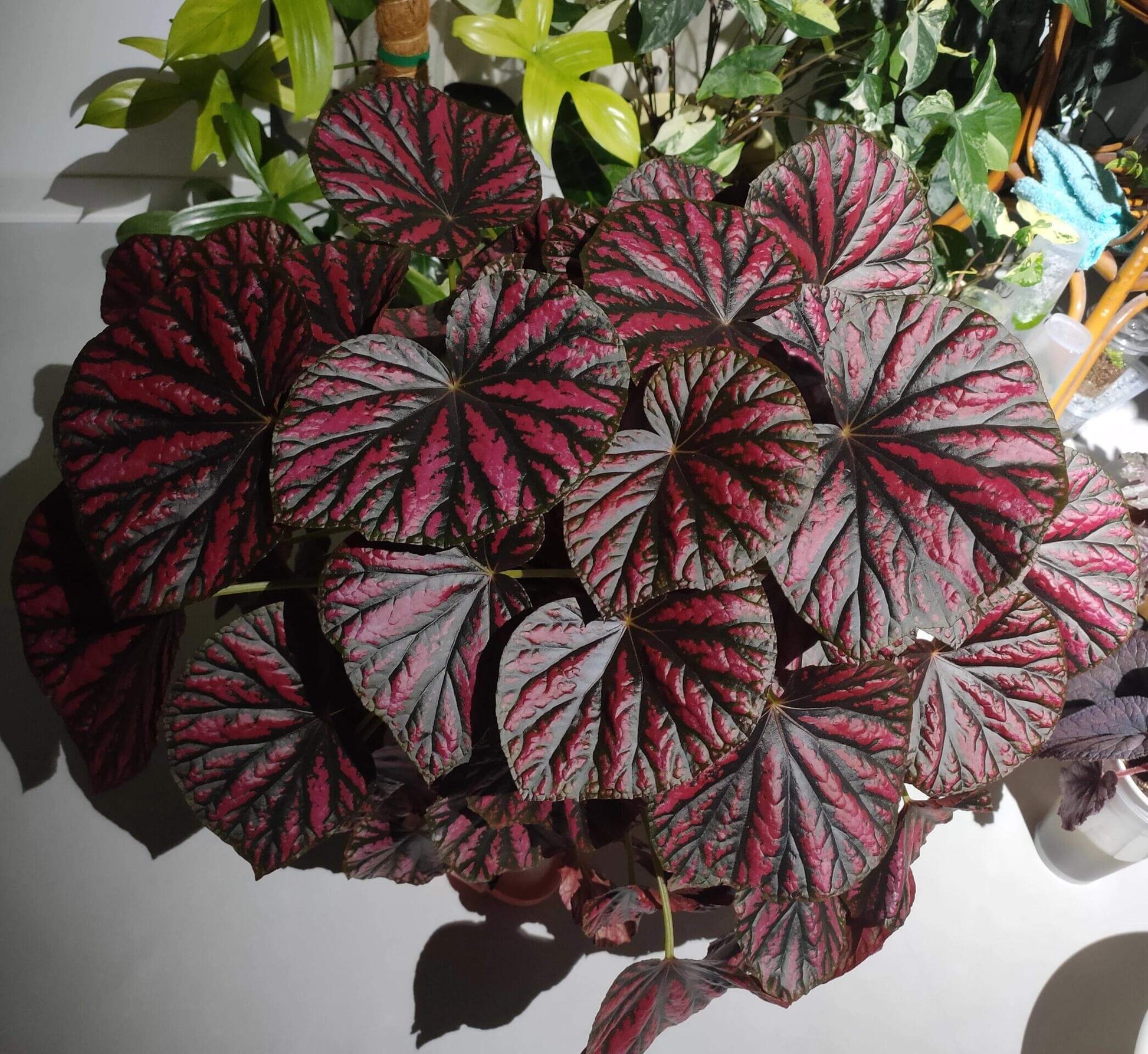 Begonia 'Candy Stripes' is a captivating hybrid begonia, known for its unique dark green leaves adorned with vibrant pink stripes, resembling colorful candy canes. This striking plant not only adds a splash of color to any indoor space but also stands out for its easy care, making it a favorite choice among both new and experienced gardeners.