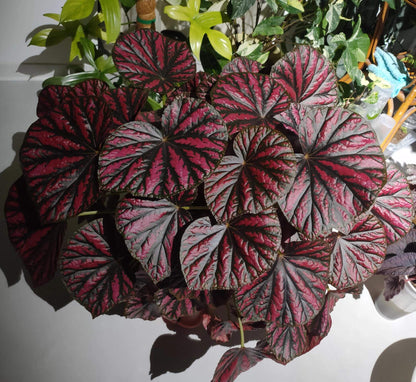 Begonia 'Candy Stripes' is a captivating hybrid begonia, known for its unique dark green leaves adorned with vibrant pink stripes, resembling colorful candy canes. This striking plant not only adds a splash of color to any indoor space but also stands out for its easy care, making it a favorite choice among both new and experienced gardeners.