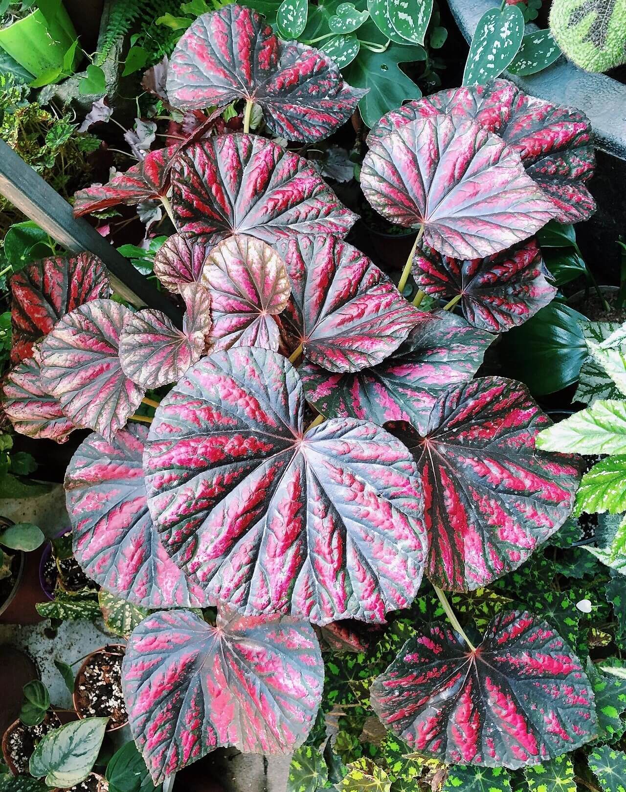 Begonia 'Candy Stripes' is a captivating hybrid begonia, known for its unique dark green leaves adorned with vibrant pink stripes, resembling colorful candy canes. This striking plant not only adds a splash of color to any indoor space but also stands out for its easy care, making it a favorite choice among both new and experienced gardeners.