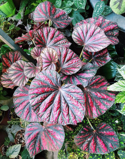 Begonia 'Candy Stripes' is a captivating hybrid begonia, known for its unique dark green leaves adorned with vibrant pink stripes, resembling colorful candy canes. This striking plant not only adds a splash of color to any indoor space but also stands out for its easy care, making it a favorite choice among both new and experienced gardeners.