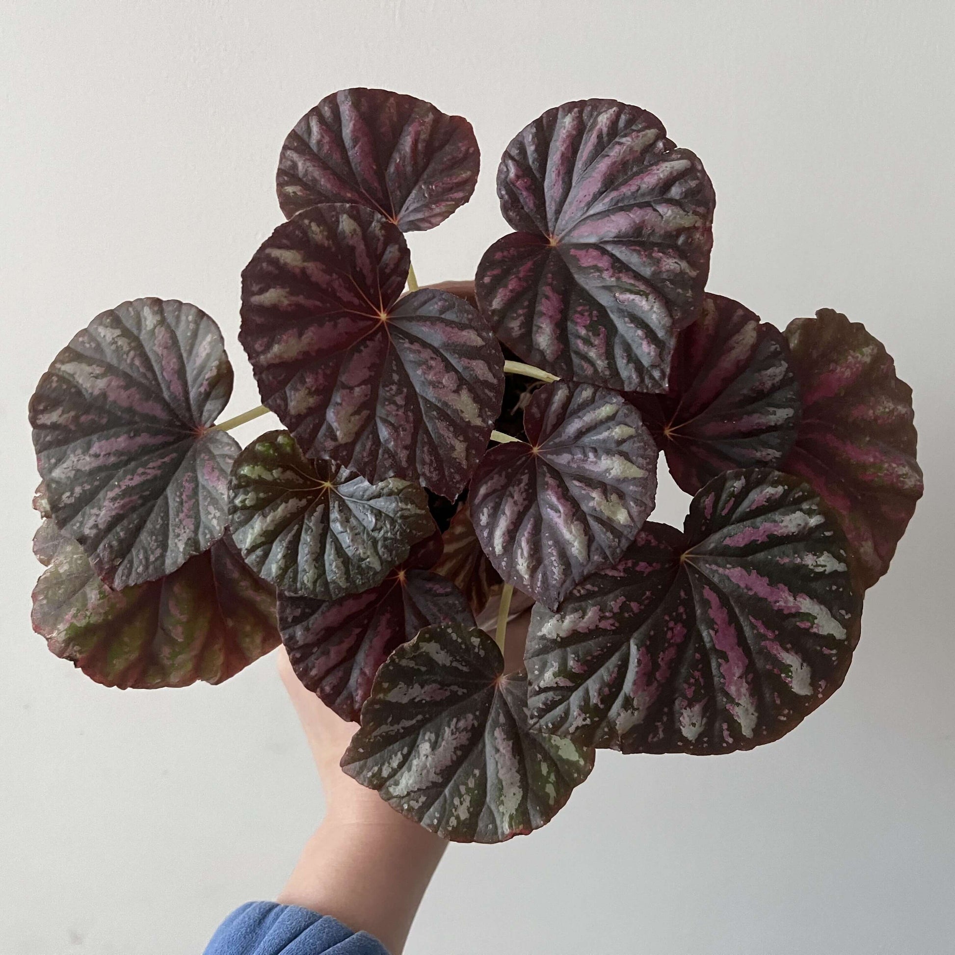 Begonia 'Candy Stripes' is a captivating hybrid begonia, known for its unique dark green leaves adorned with vibrant pink stripes, resembling colorful candy canes. This striking plant not only adds a splash of color to any indoor space but also stands out for its easy care, making it a favorite choice among both new and experienced gardeners.