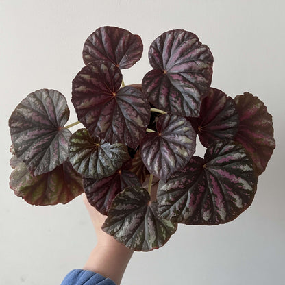 Begonia 'Candy Stripes' is a captivating hybrid begonia, known for its unique dark green leaves adorned with vibrant pink stripes, resembling colorful candy canes. This striking plant not only adds a splash of color to any indoor space but also stands out for its easy care, making it a favorite choice among both new and experienced gardeners.