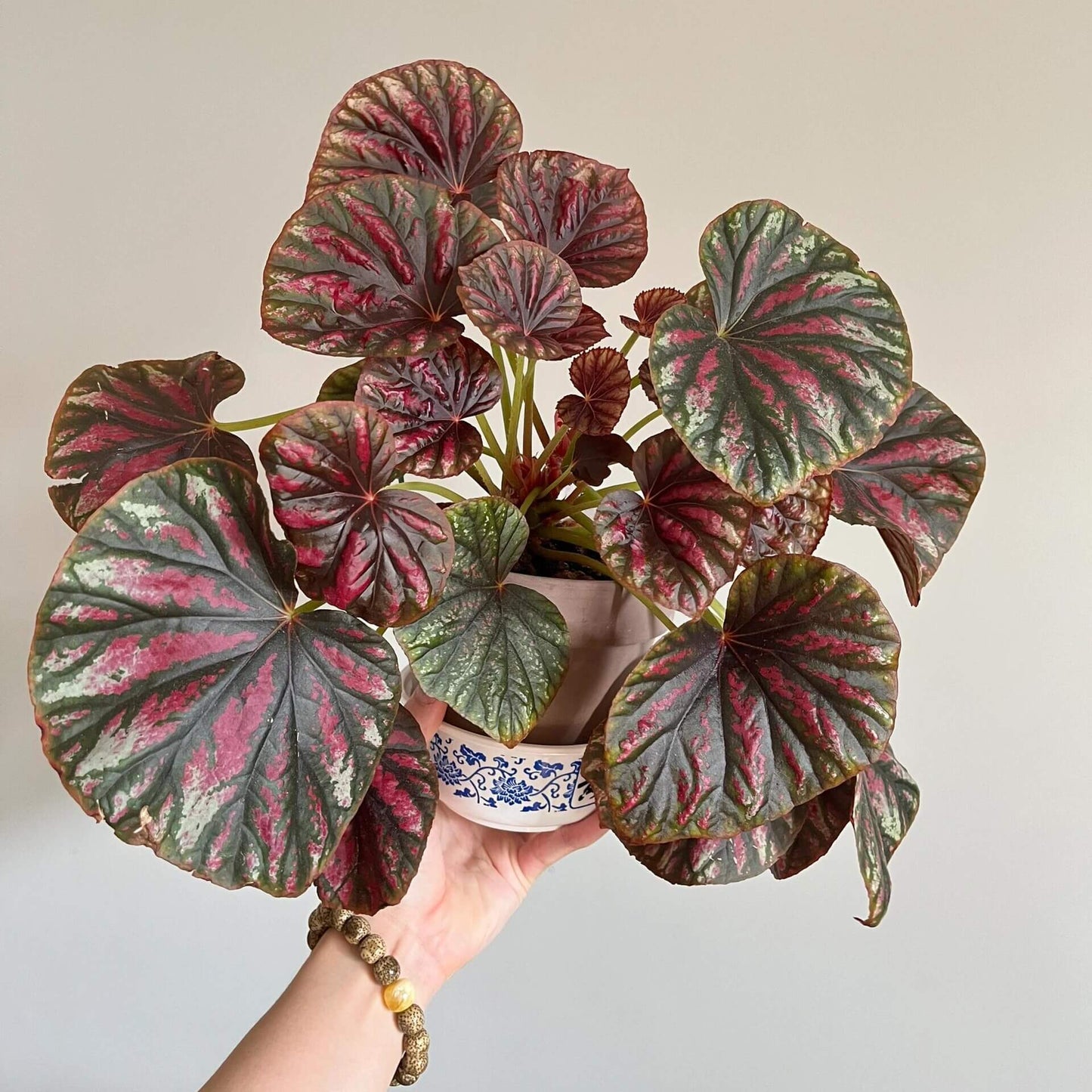 Begonia 'Candy Stripes' is a captivating hybrid begonia, known for its unique dark green leaves adorned with vibrant pink stripes, resembling colorful candy canes. This striking plant not only adds a splash of color to any indoor space but also stands out for its easy care, making it a favorite choice among both new and experienced gardeners.