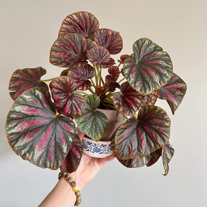 Begonia 'Candy Stripes' is a captivating hybrid begonia, known for its unique dark green leaves adorned with vibrant pink stripes, resembling colorful candy canes. This striking plant not only adds a splash of color to any indoor space but also stands out for its easy care, making it a favorite choice among both new and experienced gardeners.
