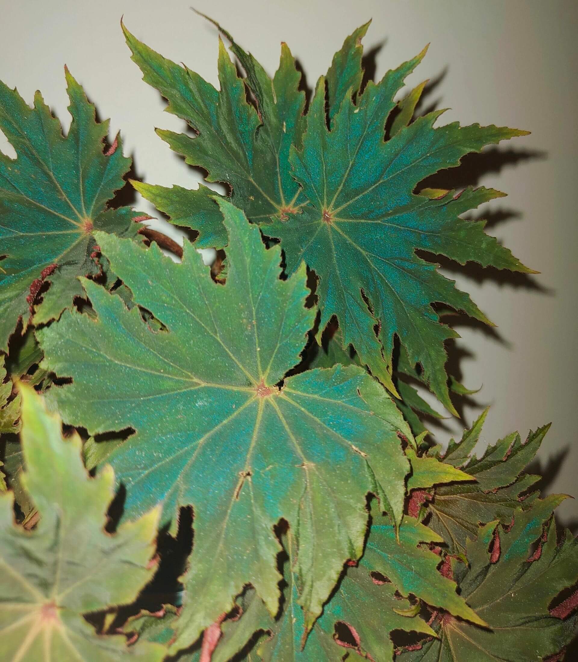 Begonia ‘Carmel Browne’ is a striking hybrid begonia, appreciated for its dark green leaves accented with prominent pointed “star”-like lobes and a serrated, cleft margin. The leaf surface often shows a rich texture, and under low light the foliage reflects a subtle bluish sheen, making it a standout foliage plant for shaded indoor or terrarium settings.