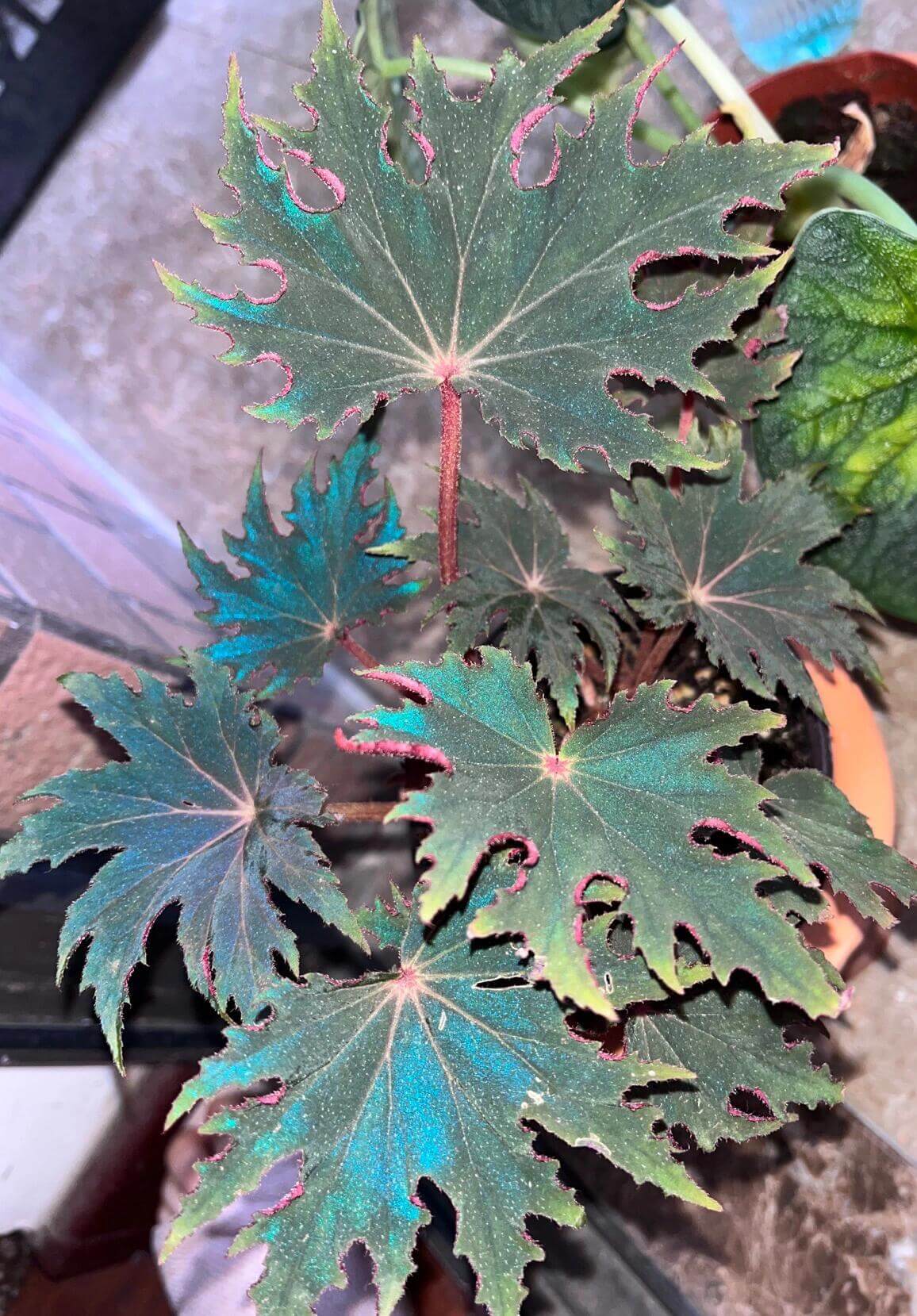 Begonia ‘Carmel Browne’ is a striking hybrid begonia, appreciated for its dark green leaves accented with prominent pointed “star”-like lobes and a serrated, cleft margin. The leaf surface often shows a rich texture, and under low light the foliage reflects a subtle bluish sheen, making it a standout foliage plant for shaded indoor or terrarium settings.