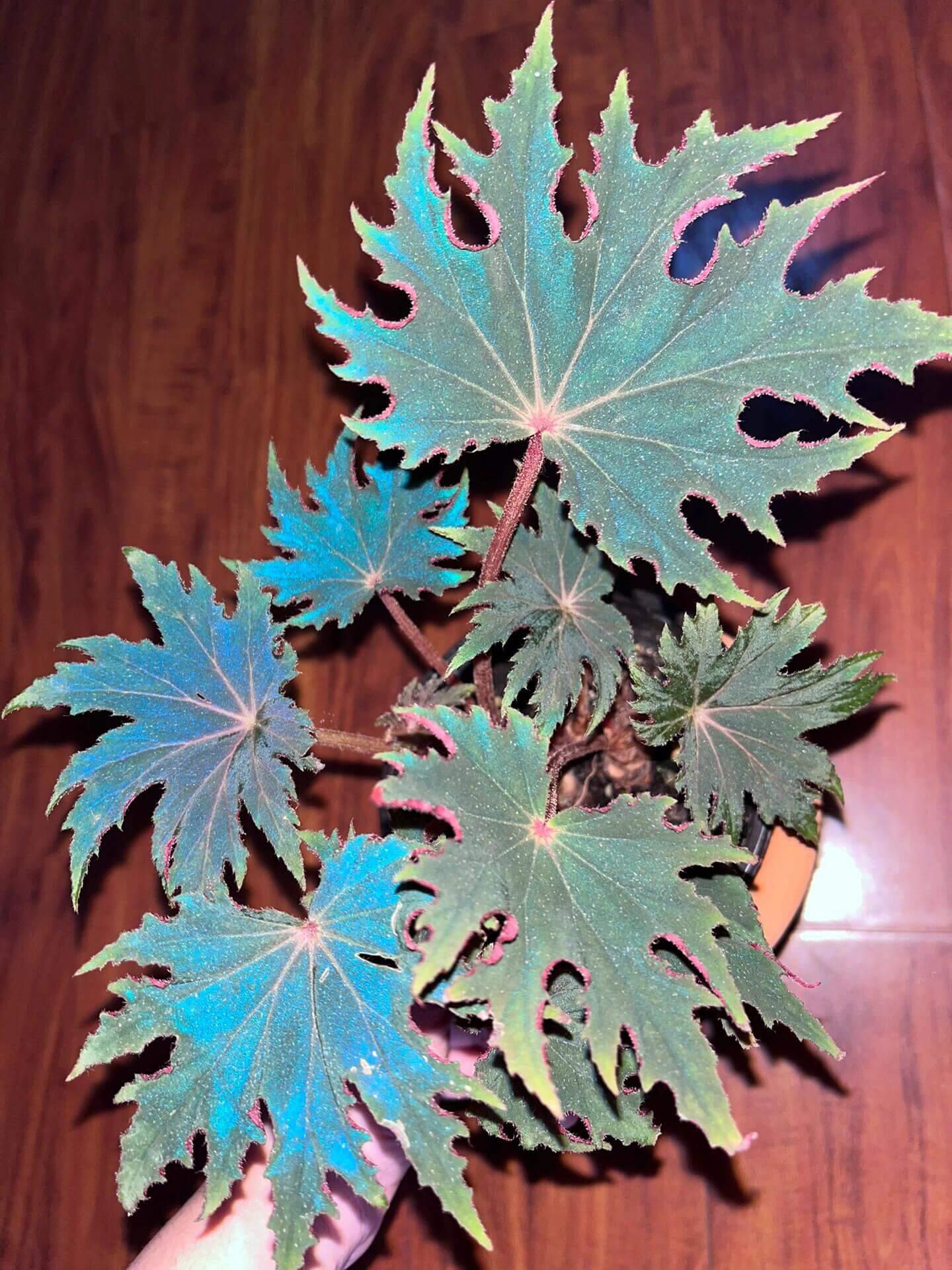 Begonia ‘Carmel Browne’ is a striking hybrid begonia, appreciated for its dark green leaves accented with prominent pointed “star”-like lobes and a serrated, cleft margin. The leaf surface often shows a rich texture, and under low light the foliage reflects a subtle bluish sheen, making it a standout foliage plant for shaded indoor or terrarium settings.