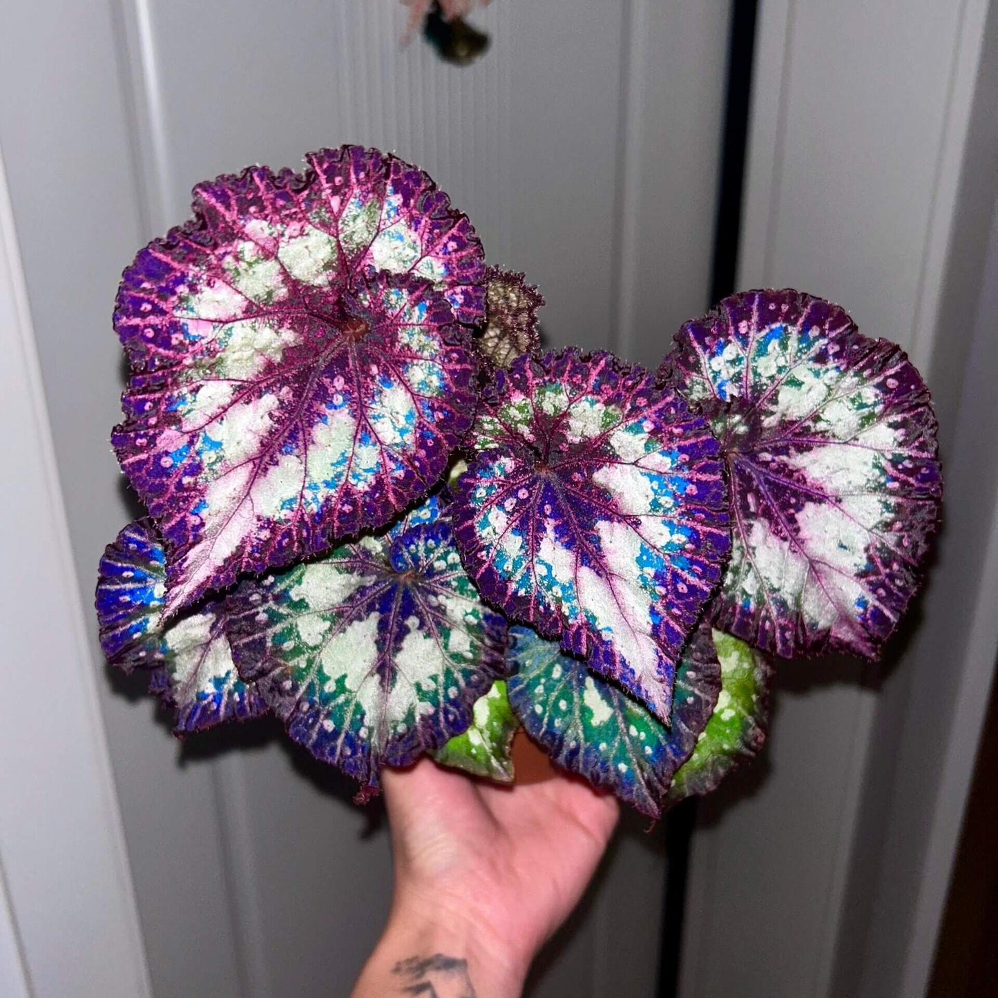 Begonia ‘Carnival’ is a stunning rex begonia cultivar admired for its dramatic foliage. The broad, asymmetrical leaves display a mesmerizing mix of deep purple, silvery white, and vibrant green patches, often highlighted by soft pink tones near the veins. The surface of the leaves has a slightly textured, almost iridescent sheen, giving the plant a luxurious and artistic appearance.