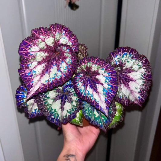 Begonia ‘Carnival’ is a stunning rex begonia cultivar admired for its dramatic foliage. The broad, asymmetrical leaves display a mesmerizing mix of deep purple, silvery white, and vibrant green patches, often highlighted by soft pink tones near the veins. The surface of the leaves has a slightly textured, almost iridescent sheen, giving the plant a luxurious and artistic appearance.