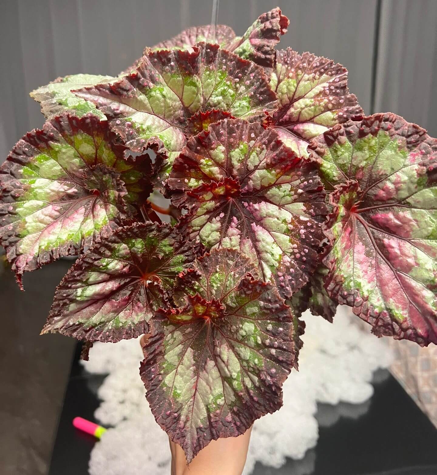 Begonia ‘Carnival’ is a stunning rex begonia cultivar admired for its dramatic foliage. The broad, asymmetrical leaves display a mesmerizing mix of deep purple, silvery white, and vibrant green patches, often highlighted by soft pink tones near the veins. The surface of the leaves has a slightly textured, almost iridescent sheen, giving the plant a luxurious and artistic appearance.