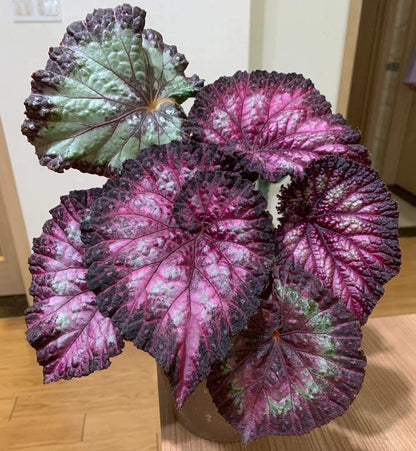 Begonia ‘Carnival’ is a stunning rex begonia cultivar admired for its dramatic foliage. The broad, asymmetrical leaves display a mesmerizing mix of deep purple, silvery white, and vibrant green patches, often highlighted by soft pink tones near the veins. The surface of the leaves has a slightly textured, almost iridescent sheen, giving the plant a luxurious and artistic appearance.