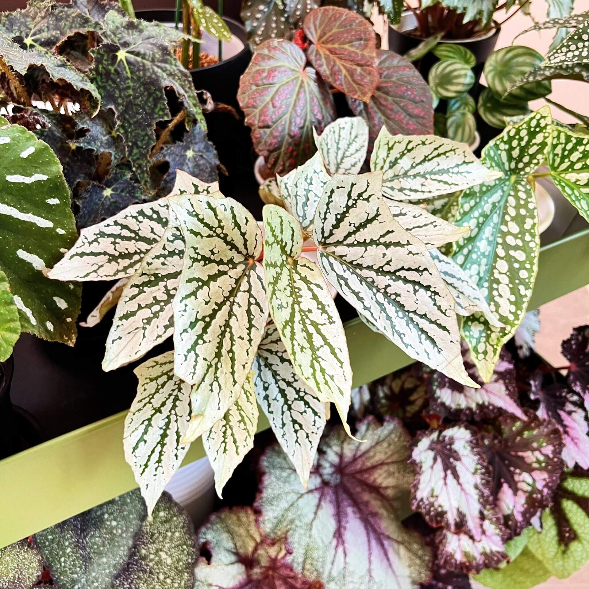 Begonia ‘Cat Ears’ is a stunning ornamental plant celebrated for its unique foliage that resembles the shape of a cat’s ears. Its elongated, pointed leaves feature deep green veins traced with shimmering silver patterns, creating a striking contrast that catches the light beautifully.