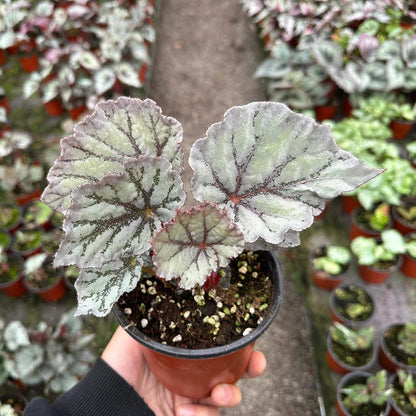 Begonia Chameleon is an exquisite hybrid begonia, renowned for its ever-changing foliage and vibrant spring blooms. With its easy-care nature, this plant is perfect for both novice and experienced plant enthusiasts.