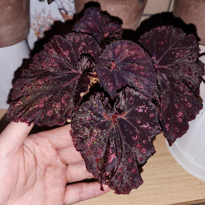 Begonia Cherry in Chocolate is a striking, ornamental begonia variety known for its deep brown leaves adorned with vibrant cherry-red spots. The unique combination of rich, chocolate-colored foliage with bright cherry accents creates a dessert-like appearance, making it a beautiful addition to any plant collection.