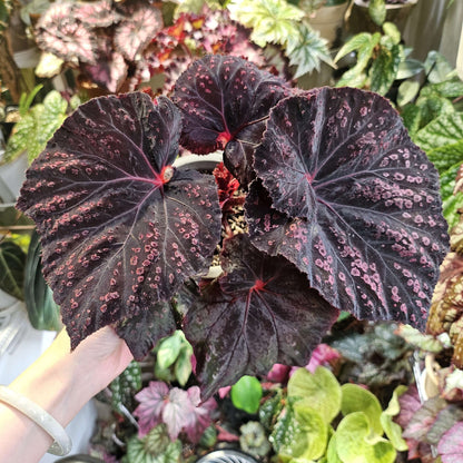 Begonia Cherry in Chocolate is a striking, ornamental begonia variety known for its deep brown leaves adorned with vibrant cherry-red spots. The unique combination of rich, chocolate-colored foliage with bright cherry accents creates a dessert-like appearance, making it a beautiful addition to any plant collection.