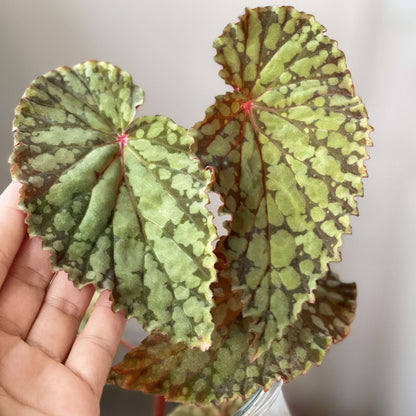 Begonia chlorosticta is a shrub-like begonia native to the lowland forests of Sarawak, Malaysia. Known for its unique and attractive foliage, this begonia has elliptic-shaped leaves that range from deep green to brown. The leaves are adorned with light green or olive-green spots, and the leaf edges often have a brocade-like pale green border. The plant typically grows to around 40 cm in height, making it a lovely addition to any indoor or terrarium collection.