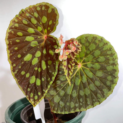 Begonia chlorosticta is a shrub-like begonia native to the lowland forests of Sarawak, Malaysia. Known for its unique and attractive foliage, this begonia has elliptic-shaped leaves that range from deep green to brown. The leaves are adorned with light green or olive-green spots, and the leaf edges often have a brocade-like pale green border. The plant typically grows to around 40 cm in height, making it a lovely addition to any indoor or terrarium collection.