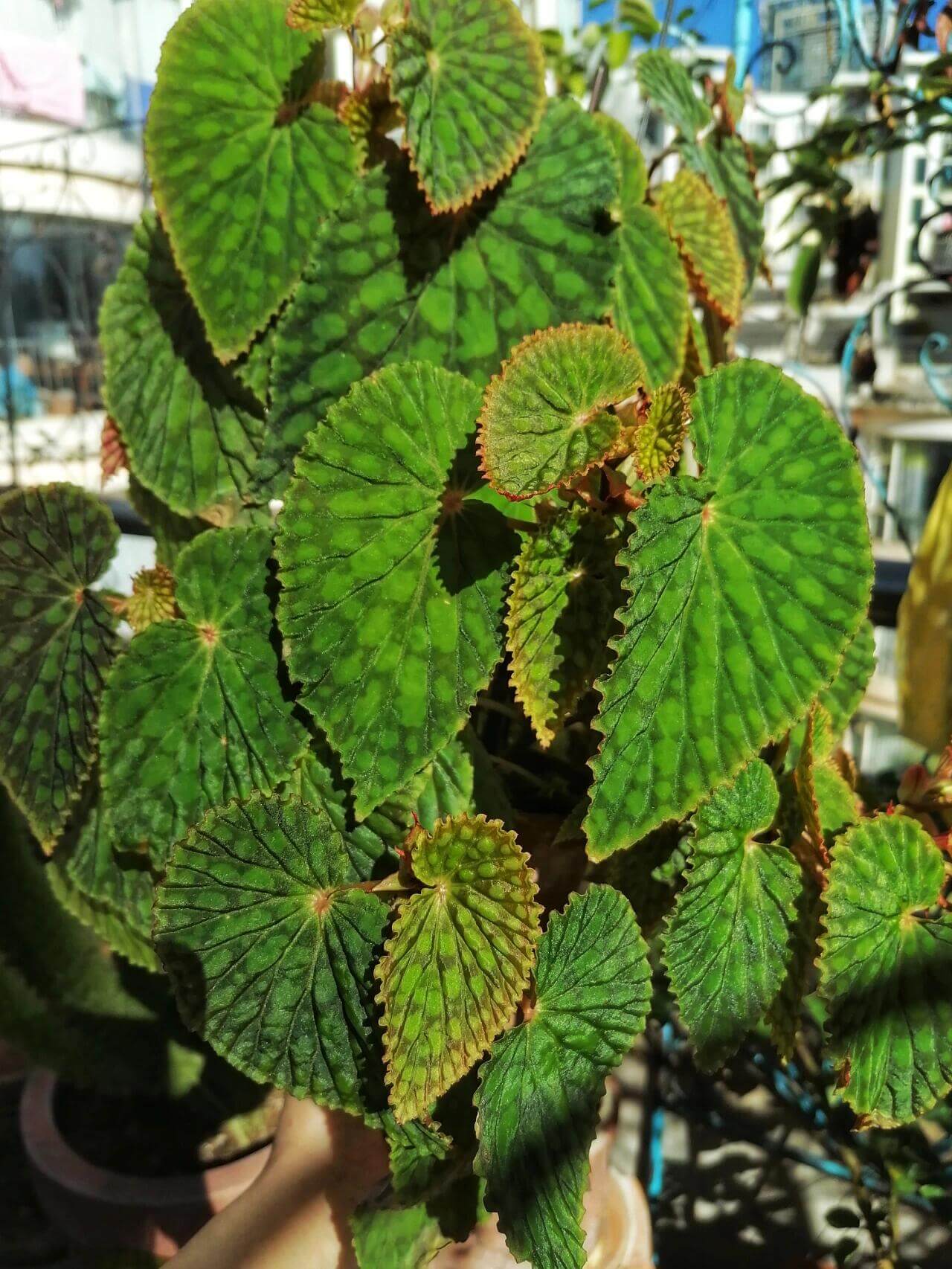 Begonia chlorosticta is a shrub-like begonia native to the lowland forests of Sarawak, Malaysia. Known for its unique and attractive foliage, this begonia has elliptic-shaped leaves that range from deep green to brown. The leaves are adorned with light green or olive-green spots, and the leaf edges often have a brocade-like pale green border. The plant typically grows to around 40 cm in height, making it a lovely addition to any indoor or terrarium collection.