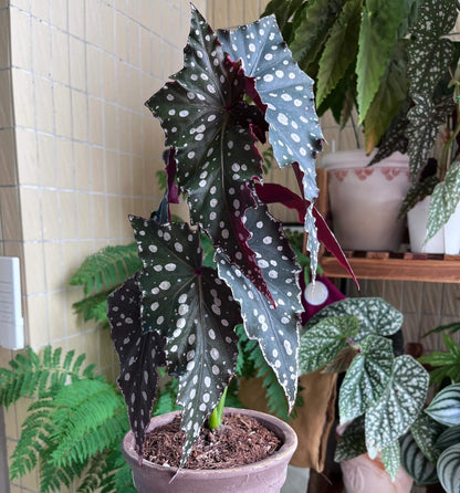 Begonia Chocolate Cone is a striking hybrid begonia, highly valued for its dramatic foliage. Its wing-shaped leaves display a deep, chocolate-green base adorned with bold silver spots, creating a starry, eye-catching pattern. The undersides often show shades of burgundy or purple, offering a vivid contrast that enhances its ornamental appeal.