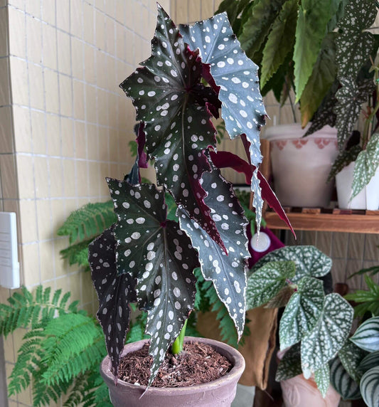 Begonia Chocolate Cone is a striking hybrid begonia, highly valued for its dramatic foliage. Its wing-shaped leaves display a deep, chocolate-green base adorned with bold silver spots, creating a starry, eye-catching pattern. The undersides often show shades of burgundy or purple, offering a vivid contrast that enhances its ornamental appeal.