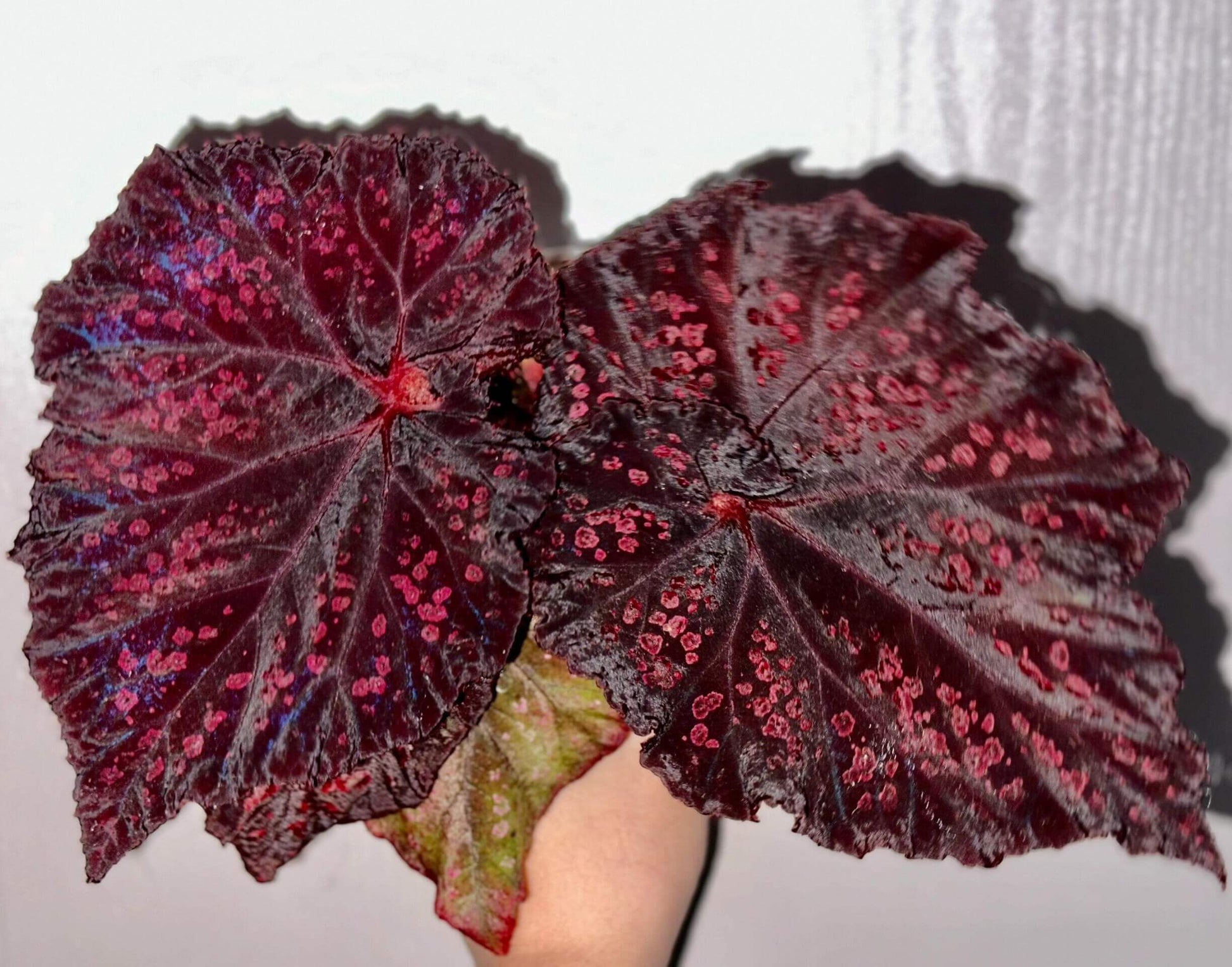 Begonia Chocolate Covered Cherry is a highly dramatic foliage begonia. Its leaves are broad and expansive, with a deep chocolate-black to purplish base color, scattered with irregular cherry-pink speckles across the surface, resembling a dusting of sugar glaze.