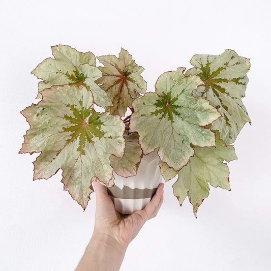 Begonia Cool Breeze Rouge is an eye-catching variety of begonia, known for its unique foliage and vibrant seasonal blooms. This stunning plant features broad, silvery leaves with a deep green center and a beautiful port wine glaze when temperatures rise. Compact and bushy, Begonia Cool Breeze Rouge is ideal for indoor spaces, offering a touch of elegance and color throughout the year.