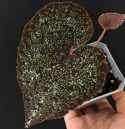 Begonia Curtisii Galaxy is a captivating species native to Thailand that draws attention with its stunning, starry-patterned leaves. When young, the leaves are a vibrant green, but as the plant matures, they transition to deeper shades of purple or red. The leaves are speckled with numerous small spots, creating a galaxy-like effect, reminiscent of stars scattered across the night sky. The leaf edges are adorned with soft, fuzzy hairs, adding texture and beauty.