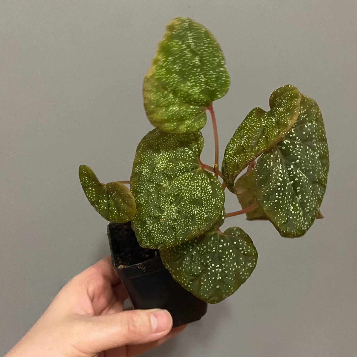 Begonia Curtisii Galaxy is a captivating species native to Thailand that draws attention with its stunning, starry-patterned leaves. When young, the leaves are a vibrant green, but as the plant matures, they transition to deeper shades of purple or red. The leaves are speckled with numerous small spots, creating a galaxy-like effect, reminiscent of stars scattered across the night sky. The leaf edges are adorned with soft, fuzzy hairs, adding texture and beauty.