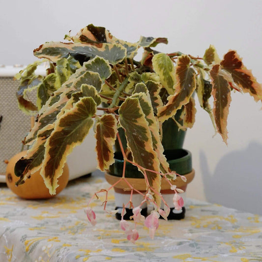 The Begonia Dainty Spray Sport is an outstanding variegated begonia with a beautiful Angel Wing foliage, making it the perfect addition to any hanging basket or decorative container. Its leaves feature a stable variegation with pink-to-copper-colored edges, which adds an elegant touch to its vibrant green and yellow foliage. Although slower growing than many in its class, this begonia matures into a full, dense specimen that thrives in hanging baskets.