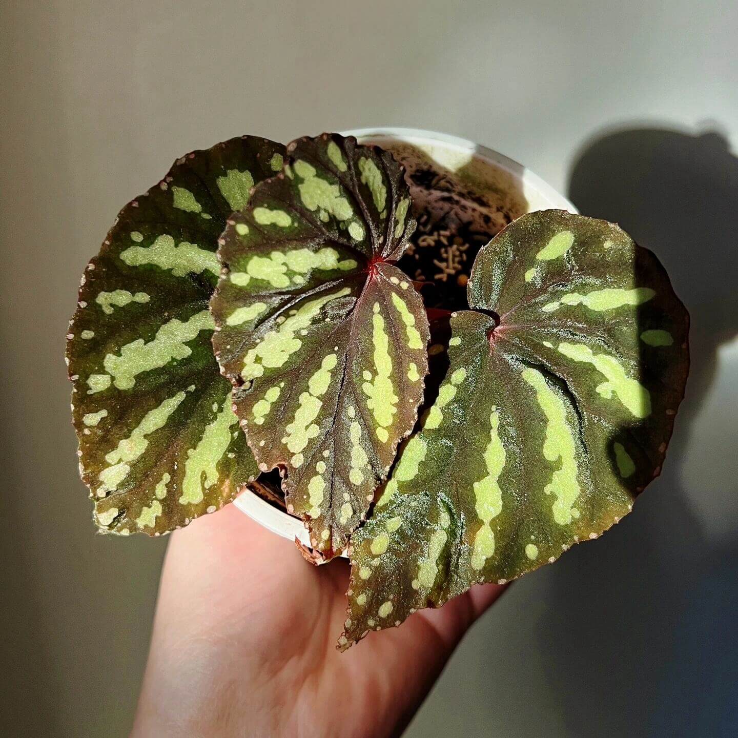 Begonia Delok is an exceptional and rare species from Sarawak, Malaysia, prized for its intense cream striping and deep green leaf venation. This plant is a beautiful addition to any collection, providing a unique aesthetic with its striking appearance.