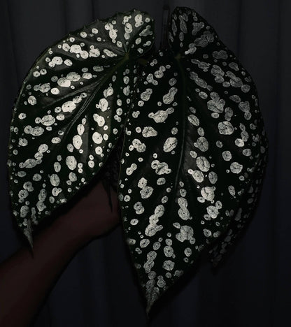 Begonia ‘Diamond Lady’ is a stunning hybrid begonia known for its deep green leaves adorned with shimmering silver-white spots that resemble scattered diamonds.