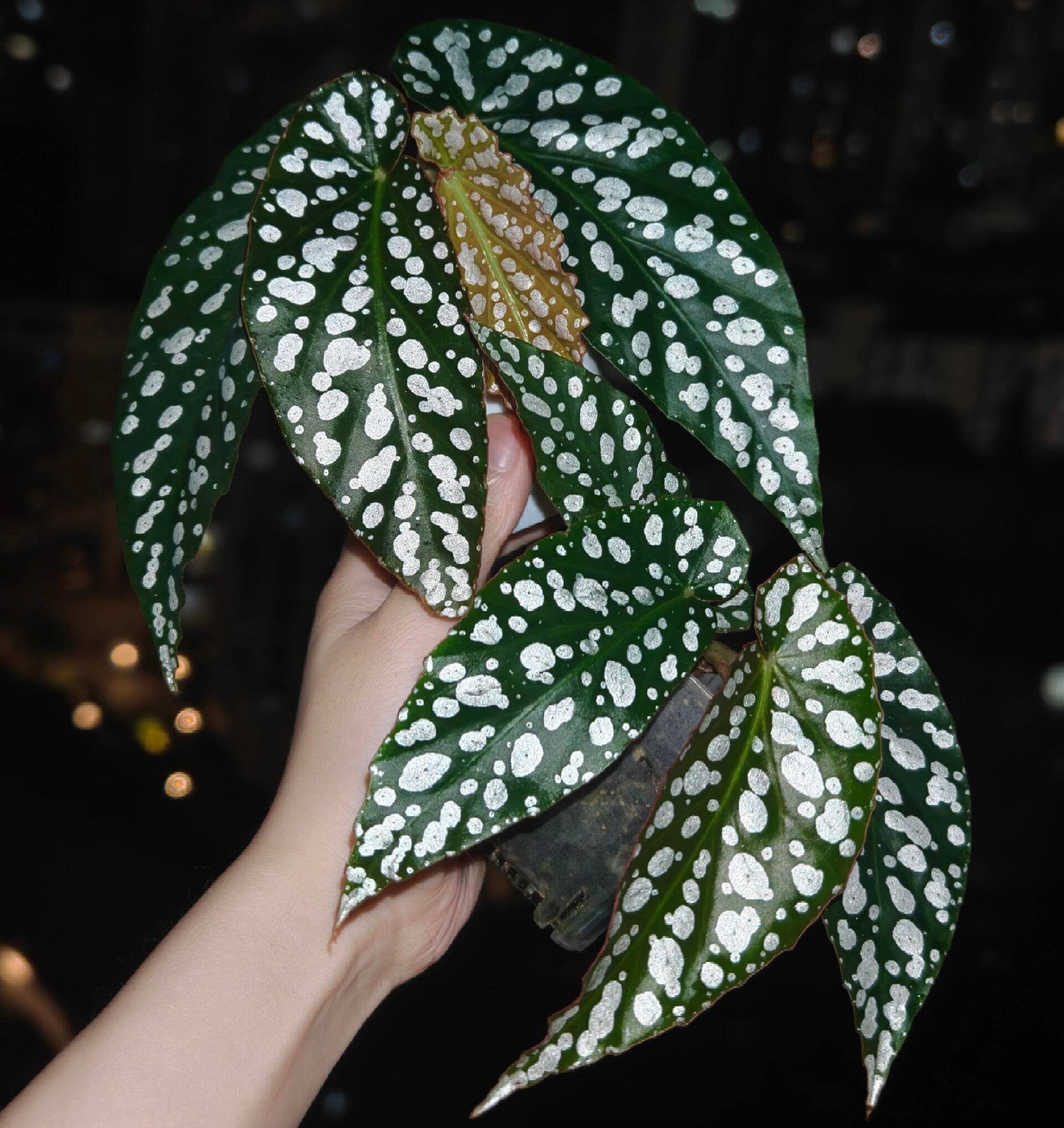 Begonia ‘Diamond Lady’ is a stunning hybrid begonia known for its deep green leaves adorned with shimmering silver-white spots that resemble scattered diamonds.