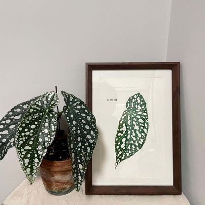 Begonia ‘Diamond Lady’ is a stunning hybrid begonia known for its deep green leaves adorned with shimmering silver-white spots that resemble scattered diamonds.