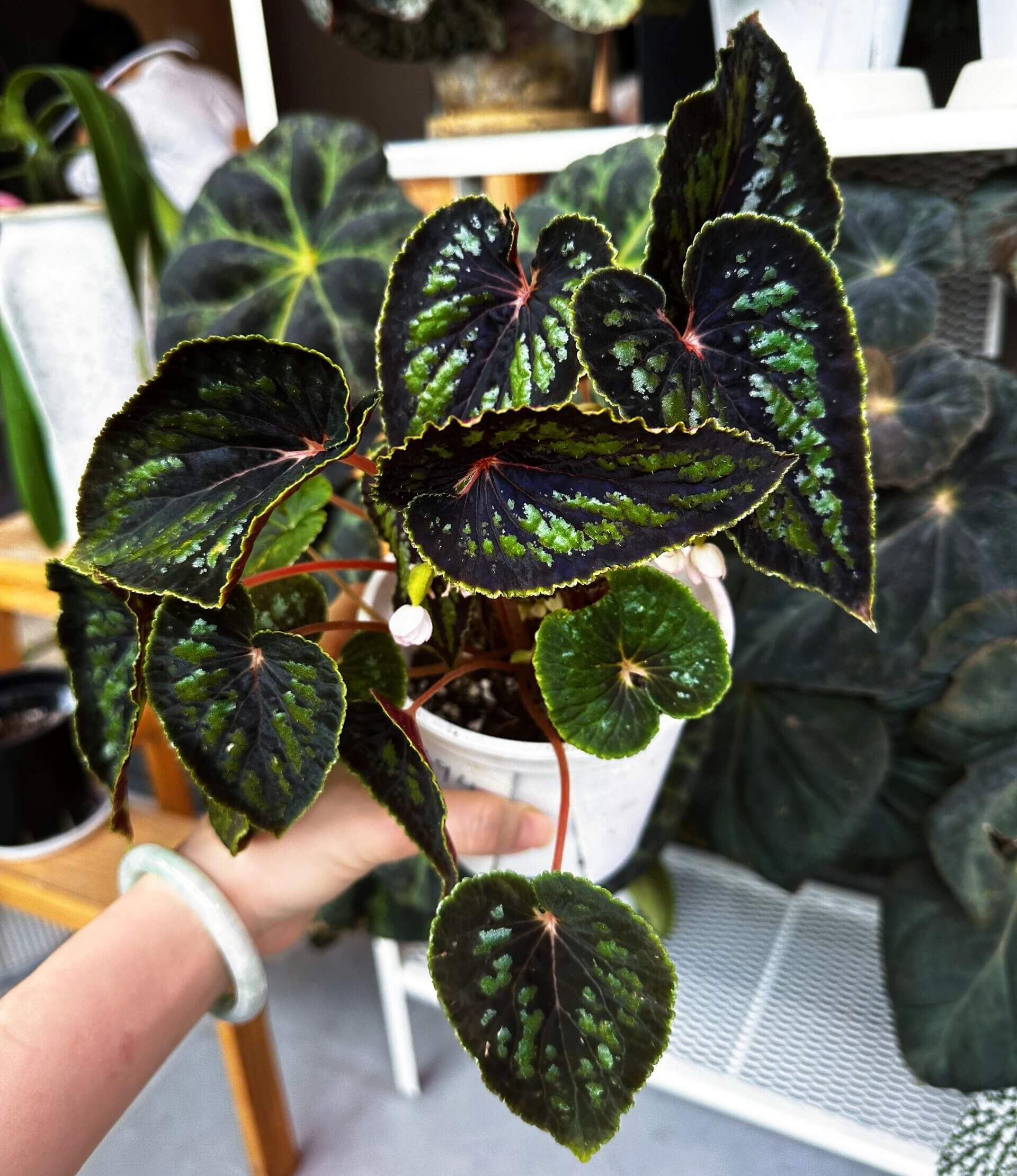Begonia dinhdui for Sale – Begin With Plants