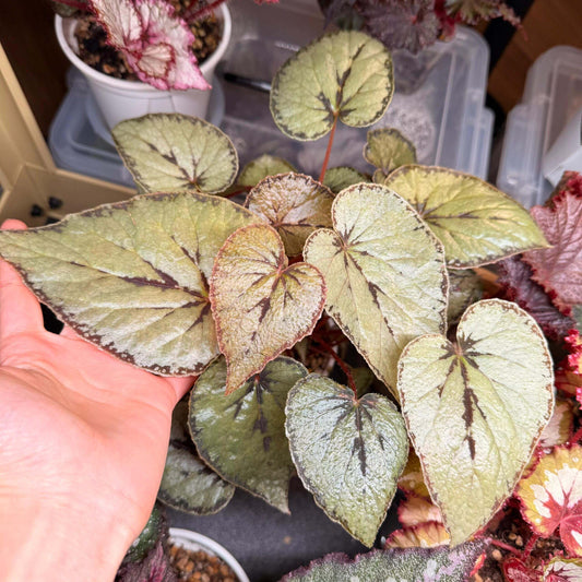 The Begonia dinhdui silver form is a rhizomatous species native to southern Vietnam. Compared to the standard Begonia dinhdui, its leaves are broader and feature a striking silver color instead of green. The leaves are adorned with a wide black band along the margin, around the point where the petiole attaches, and running along the main vein in the center, creating a unique and stunning appearance.