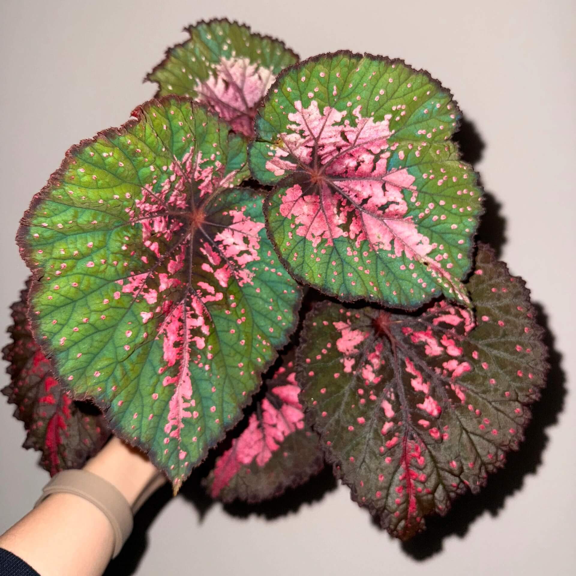 Begonia Dinner showcases striking foliage defined by rich layers of color. At its center, deep brown tones blend seamlessly with vibrant pink markings, creating a bold focal point. This transitions into a bright green mid-section, accented by fine pink streaks. Along the outermost edge, a dark brown border frames the leaf, adding depth and contrast. Scattered pink speckles across the surface give each leaf a uniquely artistic, hand-painted charm.