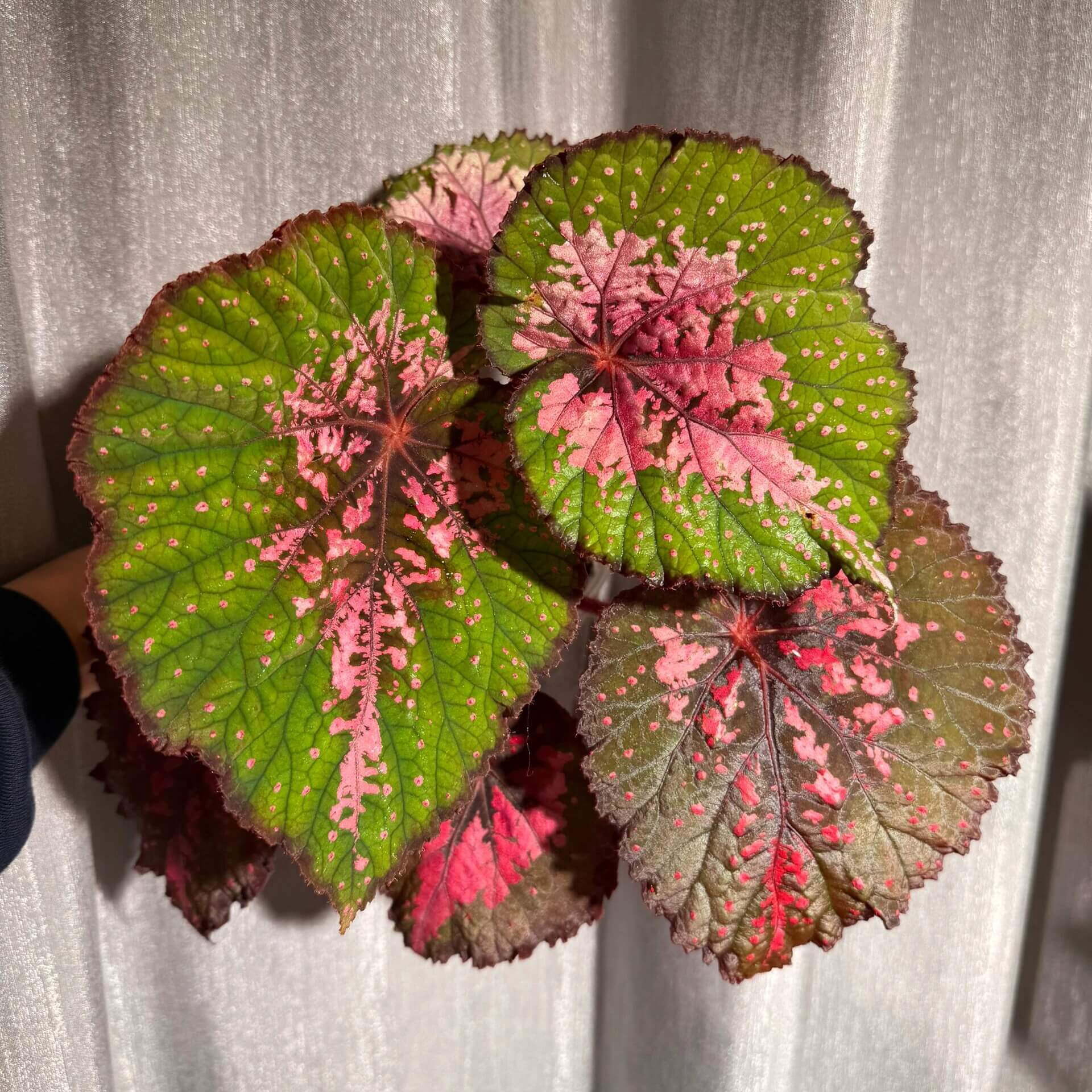 Begonia Dinner showcases striking foliage defined by rich layers of color. At its center, deep brown tones blend seamlessly with vibrant pink markings, creating a bold focal point. This transitions into a bright green mid-section, accented by fine pink streaks. Along the outermost edge, a dark brown border frames the leaf, adding depth and contrast. Scattered pink speckles across the surface give each leaf a uniquely artistic, hand-painted charm.
