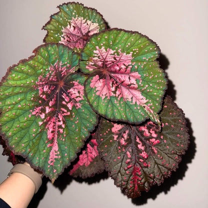 Begonia Dinner showcases striking foliage defined by rich layers of color. At its center, deep brown tones blend seamlessly with vibrant pink markings, creating a bold focal point. This transitions into a bright green mid-section, accented by fine pink streaks. Along the outermost edge, a dark brown border frames the leaf, adding depth and contrast. Scattered pink speckles across the surface give each leaf a uniquely artistic, hand-painted charm.