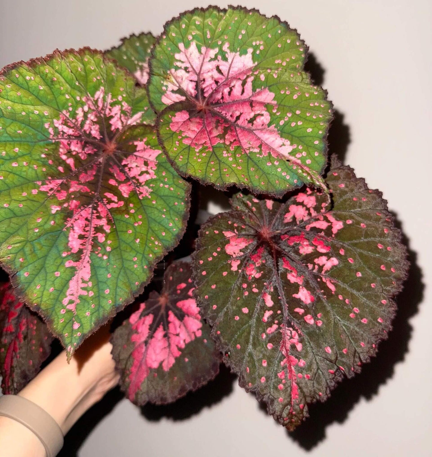 Begonia Dinner showcases striking foliage defined by rich layers of color. At its center, deep brown tones blend seamlessly with vibrant pink markings, creating a bold focal point. This transitions into a bright green mid-section, accented by fine pink streaks. Along the outermost edge, a dark brown border frames the leaf, adding depth and contrast. Scattered pink speckles across the surface give each leaf a uniquely artistic, hand-painted charm.