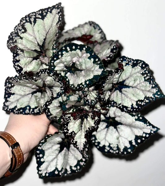 Introducing the Begonia Dolce Vita, a stunning hybrid begonia that will transform your plant collection. Known for its unique, vibrant foliage and captivating leaf patterns, this hybrid begonia was created by Ukrainian hybridizer Елена Еникеева and has quickly become a favorite in the plant community.