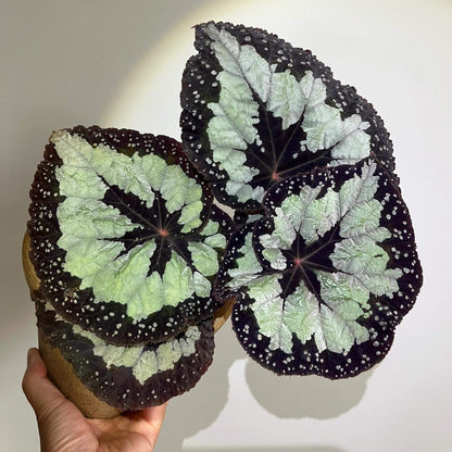 Begonia ‘Dolce Vita’ is a stunning hybrid begonia created by Ukrainian hybridizer Елена Еникеева. It has striking, heart-shaped leaves with a gradient of colors ranging from deep olive green or burgundy to silvery or metallic tones, which shift subtly with different angles of light.